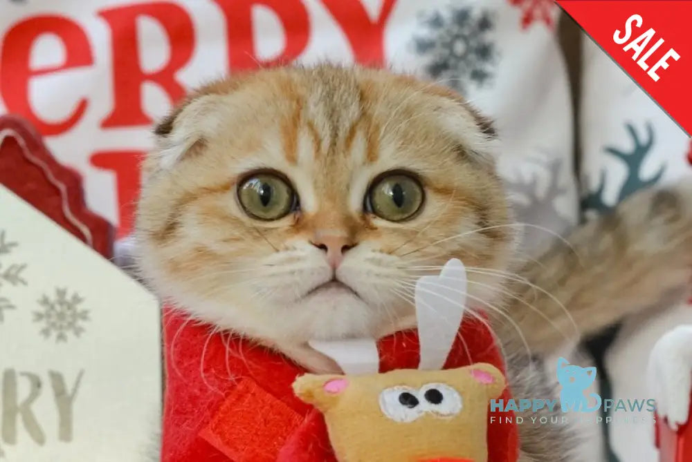 Inky Scottish Fold male black golden spotted tabby live animals