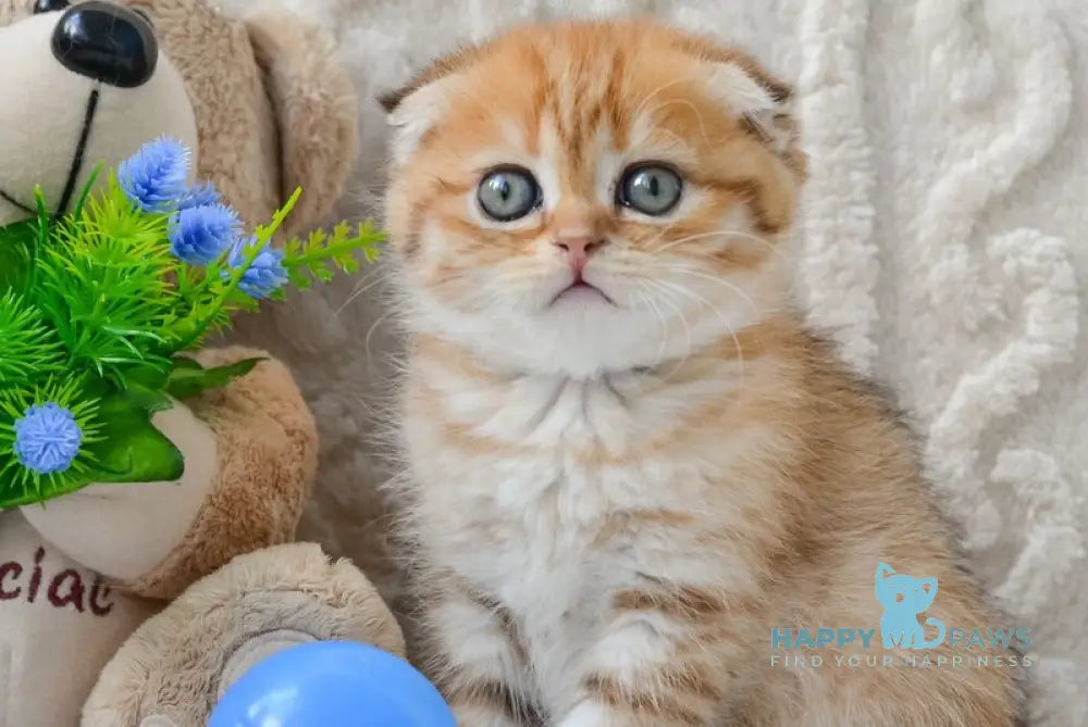 Inky Scottish Fold male black golden spotted tabby live animals