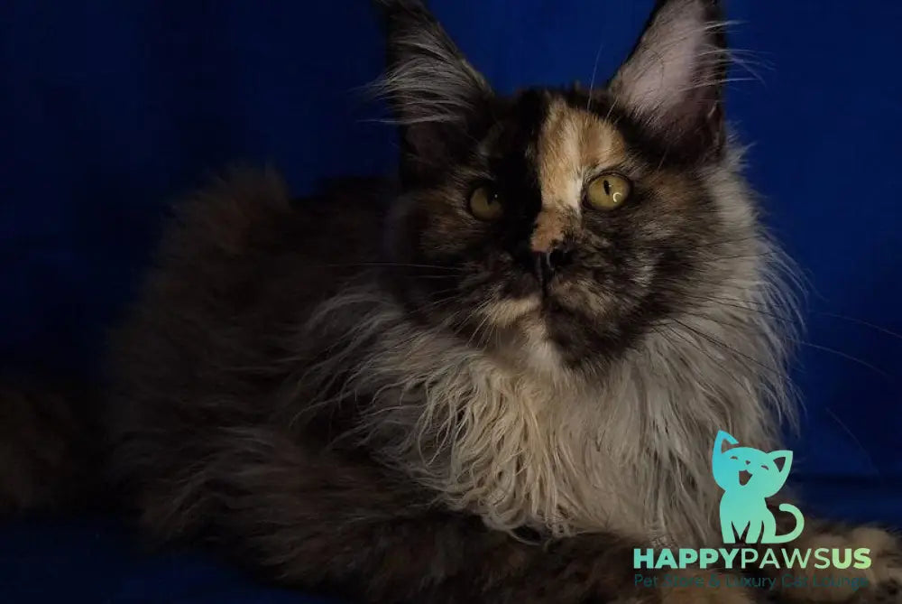 Intel’Legend Maine Coon female black tortie silver - live animals