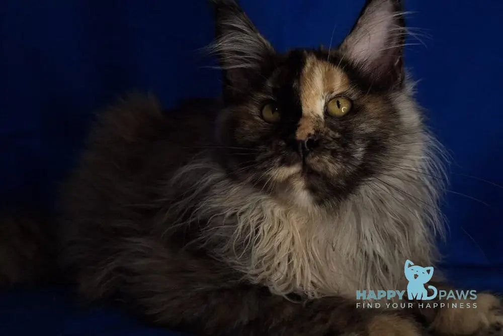 Intel’Legend Maine Coon female black tortie silver - live animals