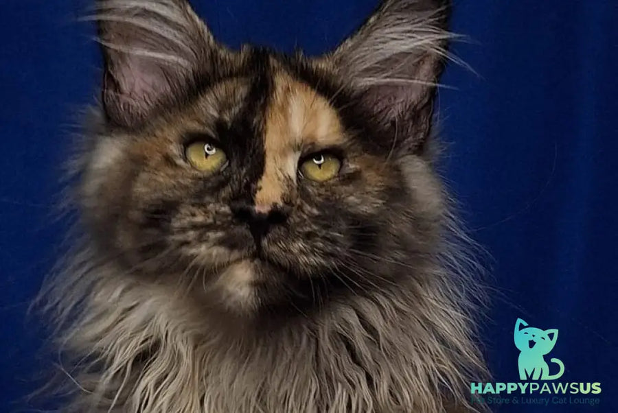Intel’Legend Maine Coon female black tortie silver - live animals