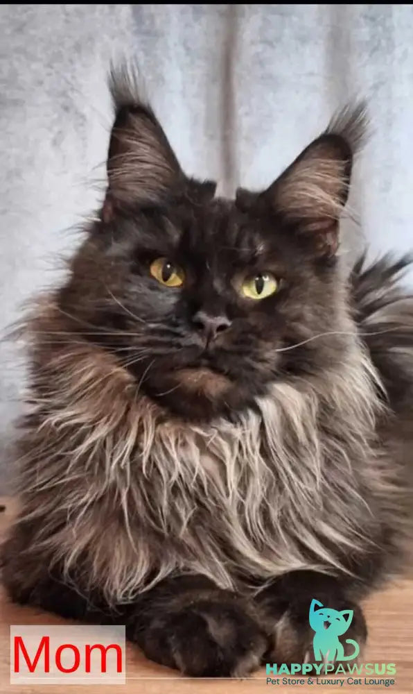 Intel’Legend Maine Coon female black tortie silver - live animals