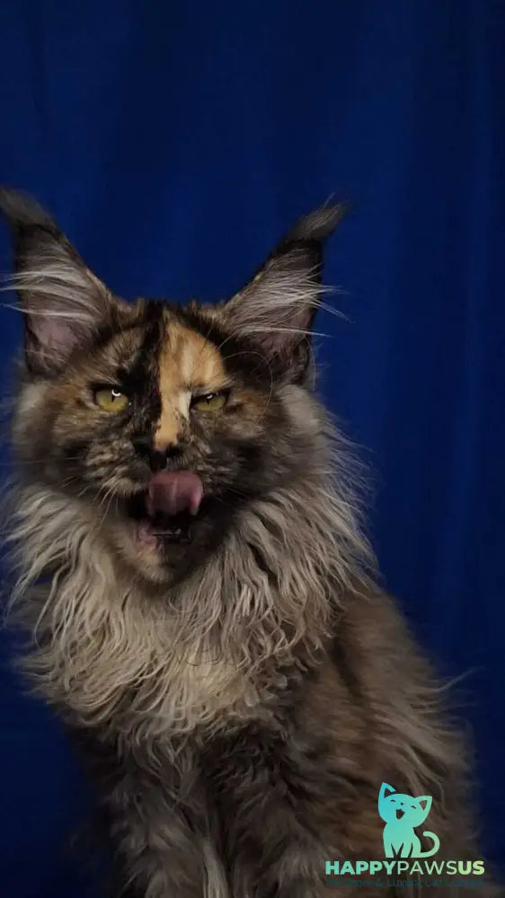 Intel’Legend Maine Coon female black tortie silver - live animals