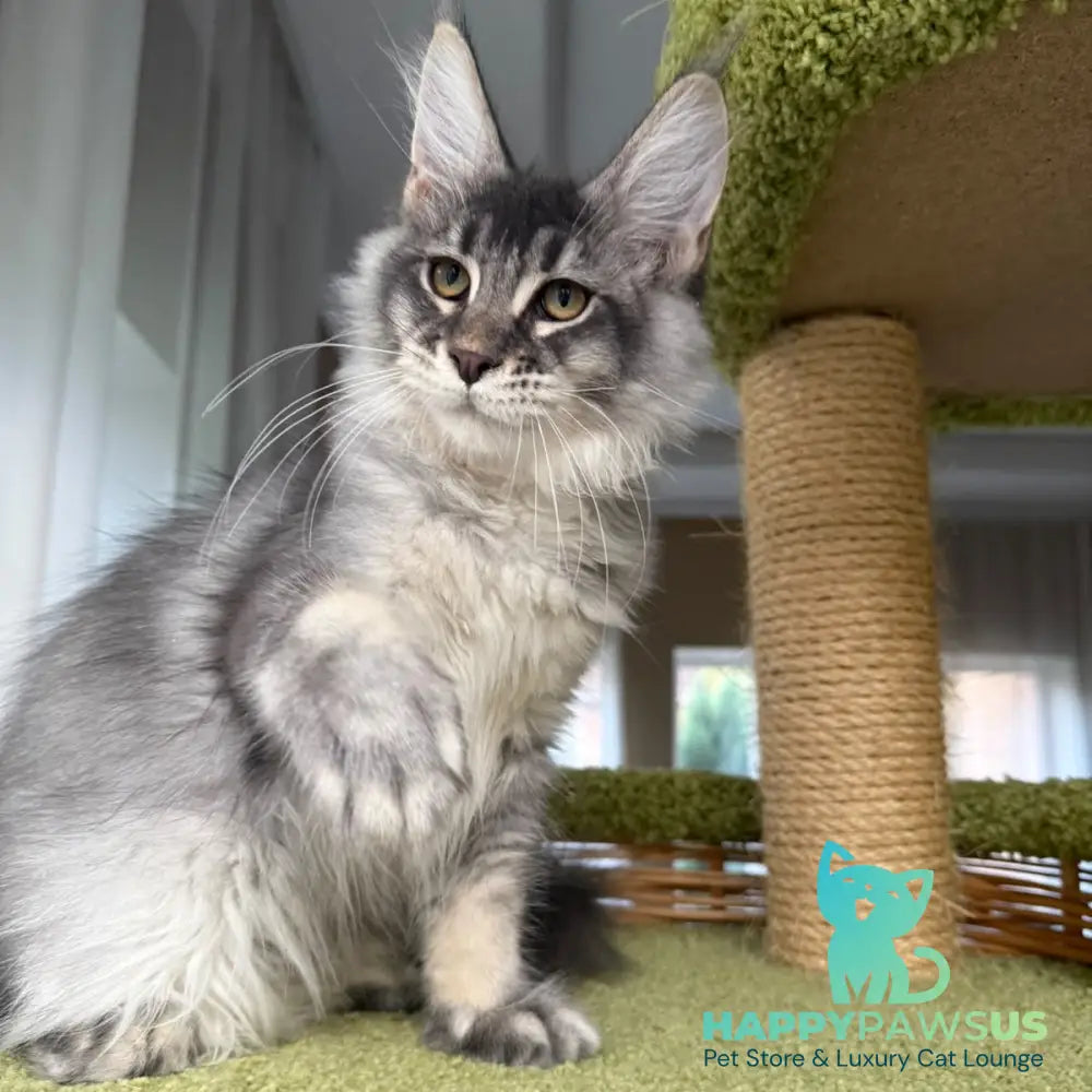 Invar Maine Coon male blue silver ticked tabby - live animals