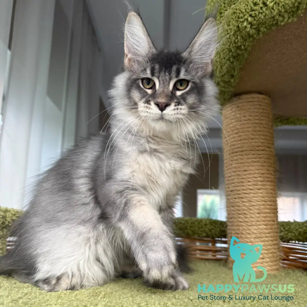 Invar Maine Coon male blue silver ticked tabby - live animals