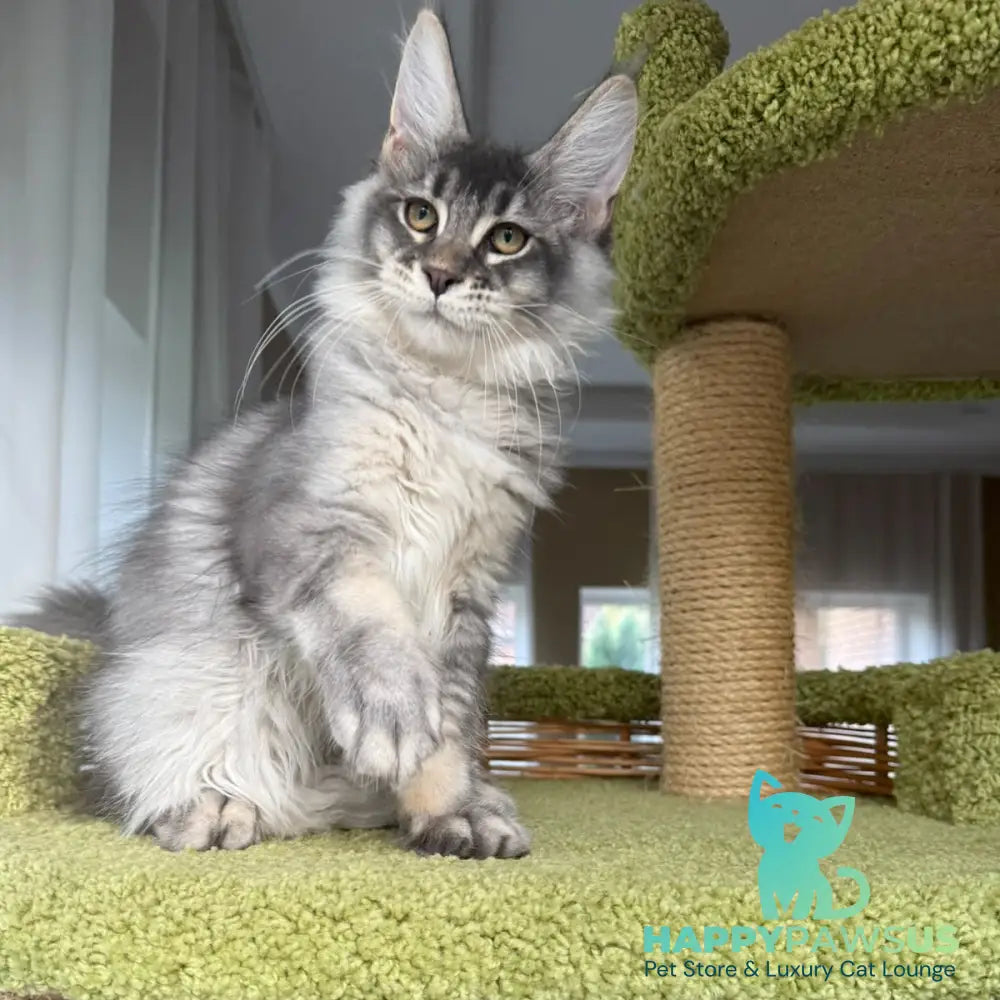 Invar Maine Coon male blue silver ticked tabby - live animals