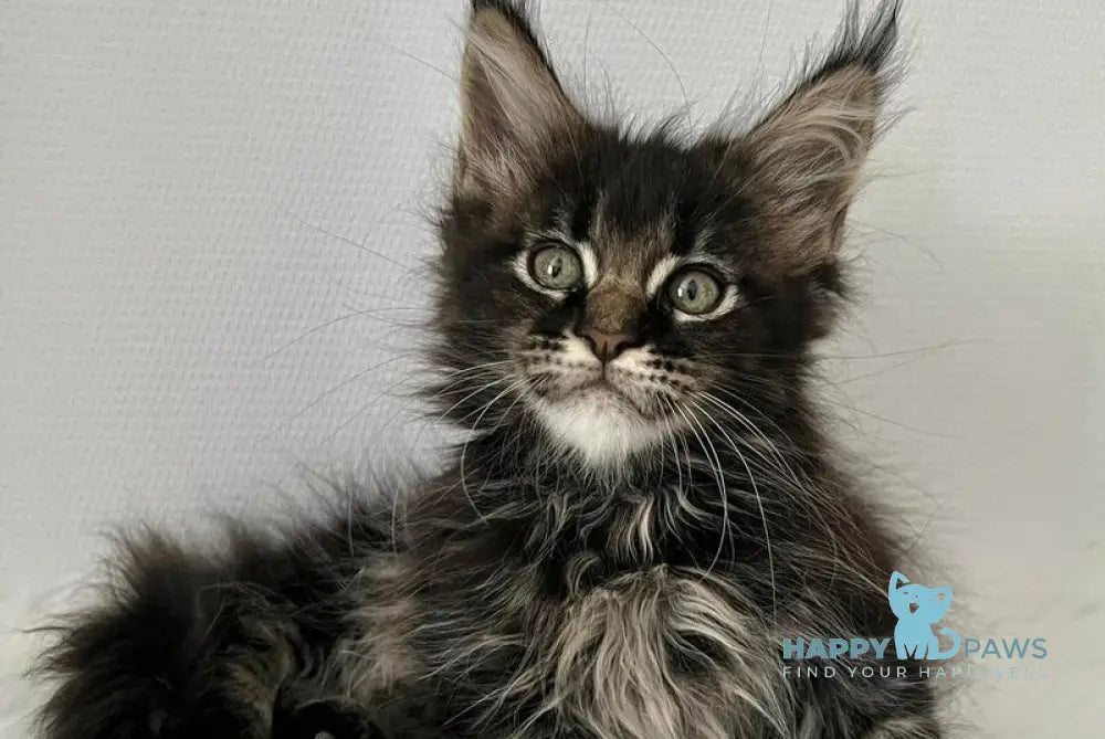 Iolani Maine Coon female black tabby live animals