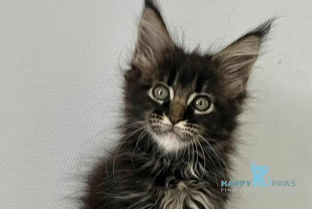 Iolani Maine Coon female black tabby live animals