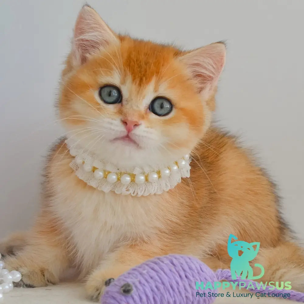 Iona British Shorthair female black golden shaded - live animals