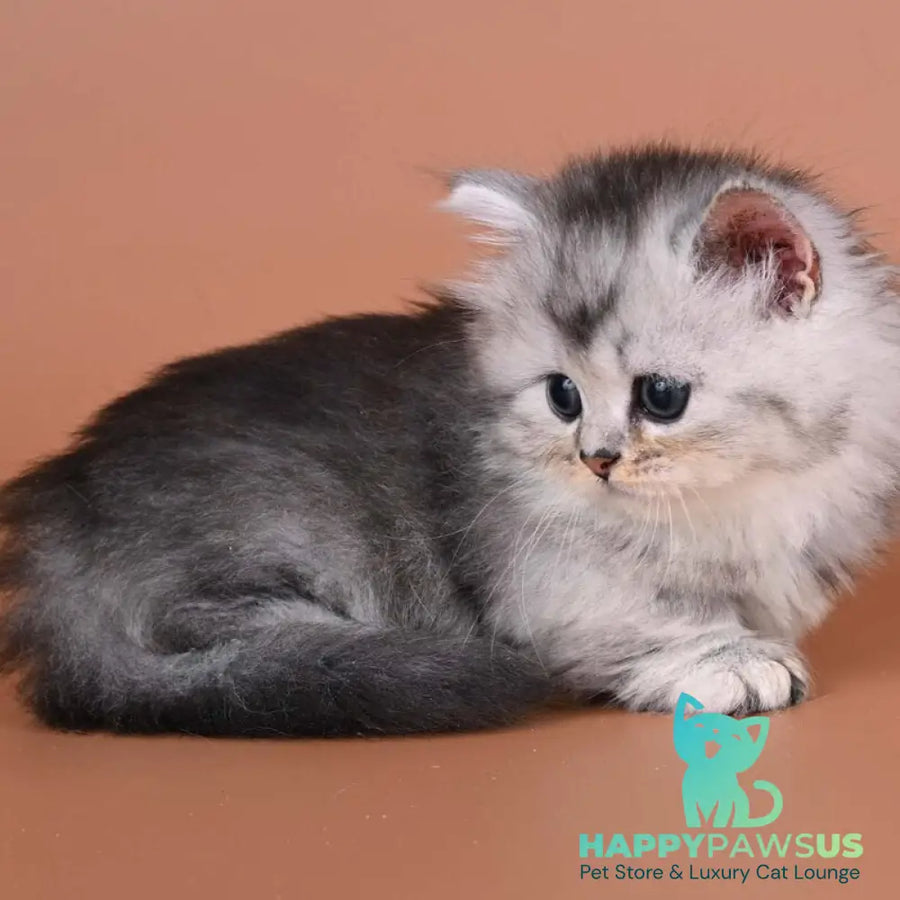 Ira Munchkin female black silver ticked tabby - live animals