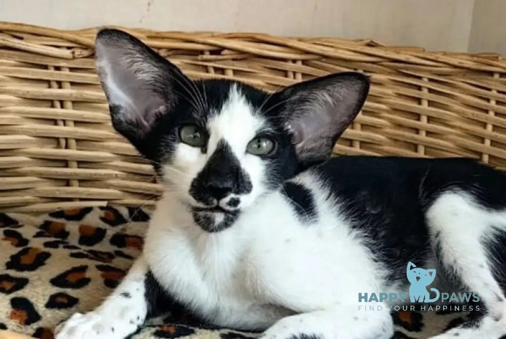 Iracly Oriental Shorthair male black bicolour live animals