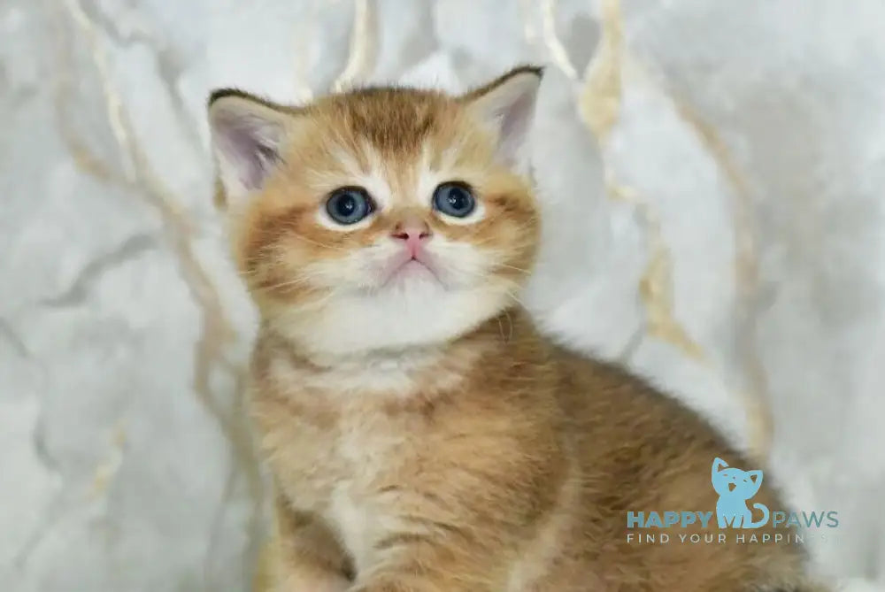 Irakli Scottish Straight male black golden ticked tabby live animals