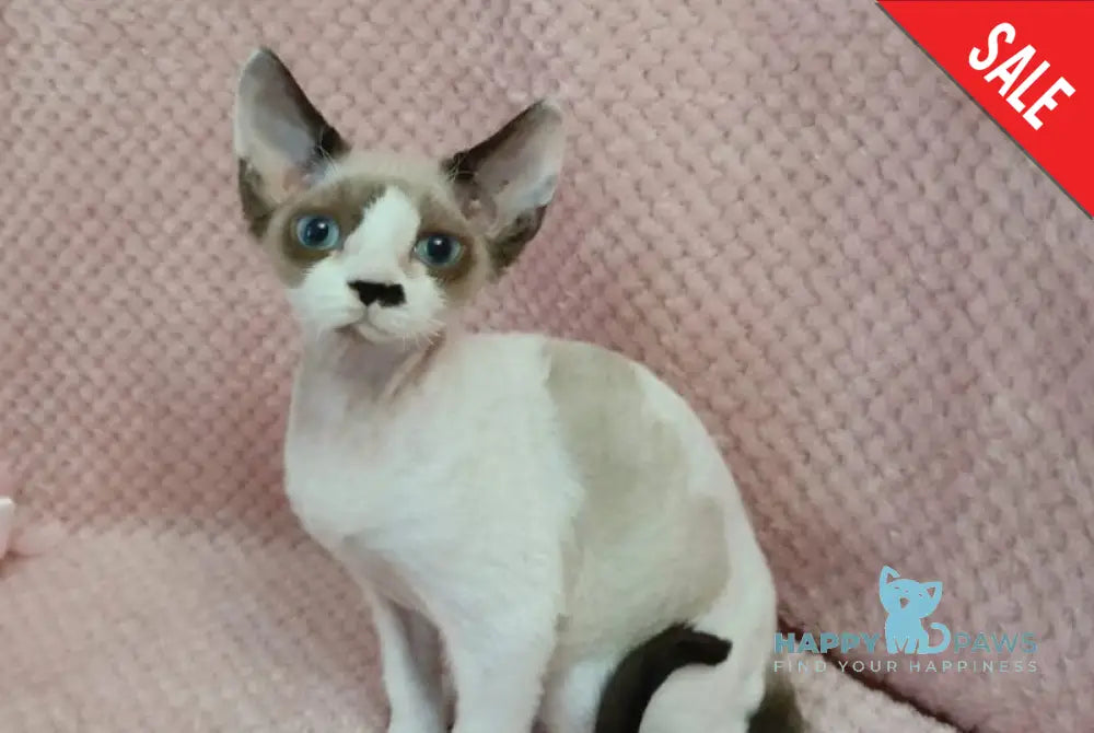 Irbis Devon Rex male seal pointed bicolour live animals