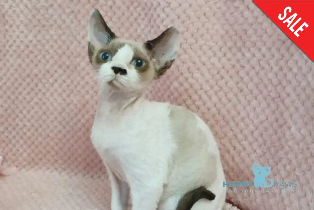 Irbis Devon Rex male seal pointed bicolour live animals