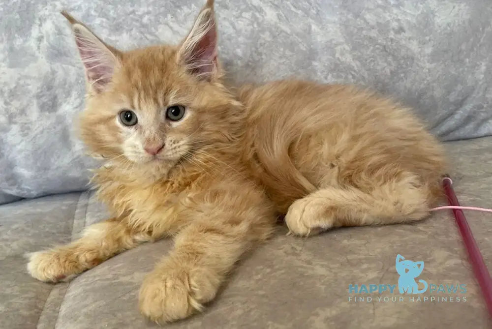 Irbis Maine Coon male cream tabby live animals