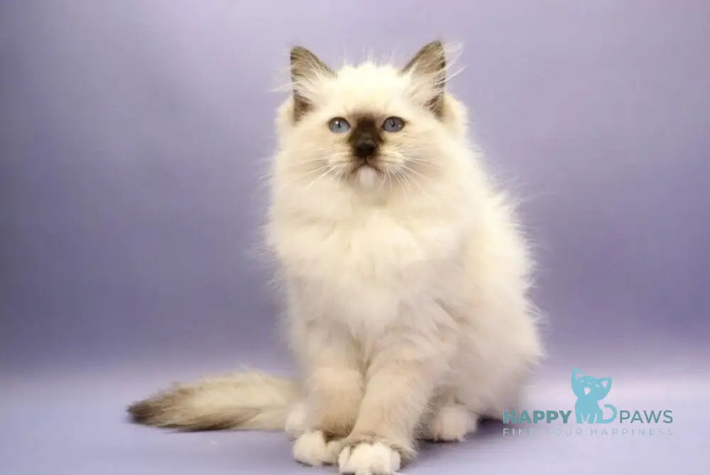 Irbis Ragdoll male seal mitted live animals