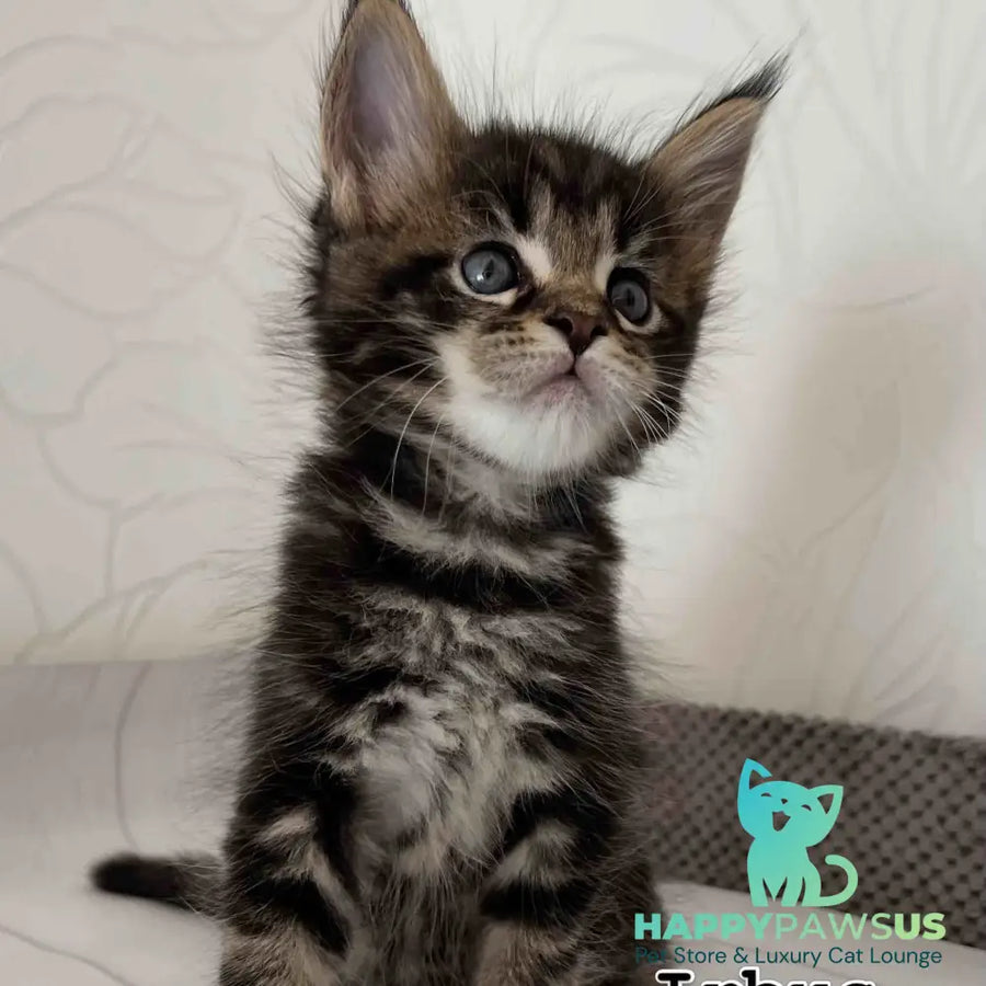 Irbus Maine Coon male black tabby - live animals