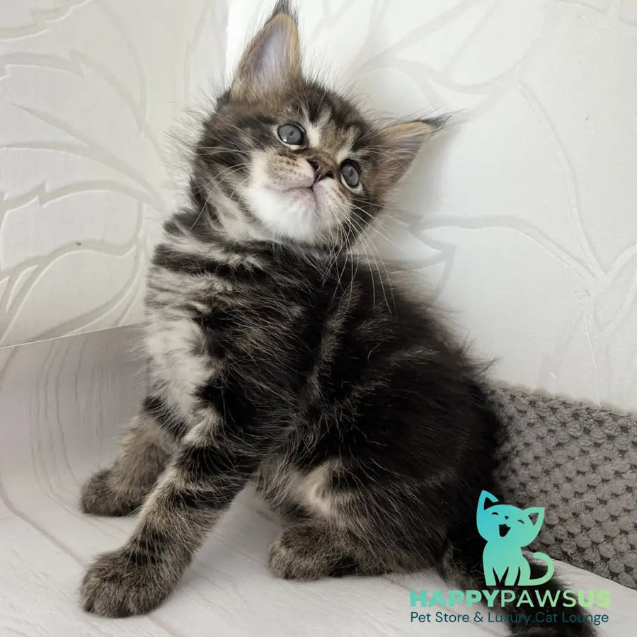 Irbus Maine Coon male black tabby - live animals