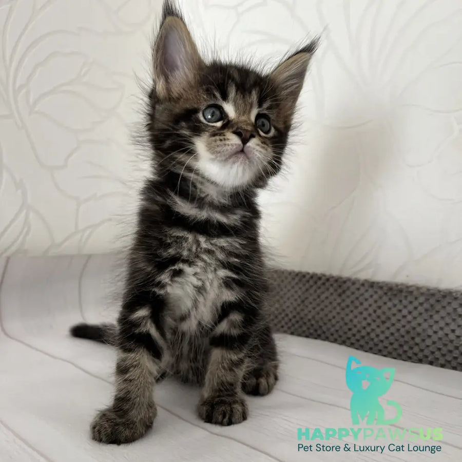Irbus Maine Coon male black tabby - live animals