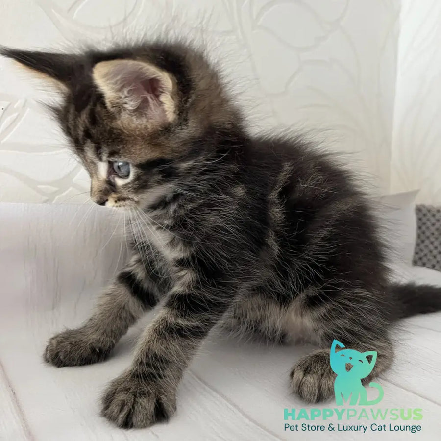 Irbus Maine Coon male black tabby - live animals