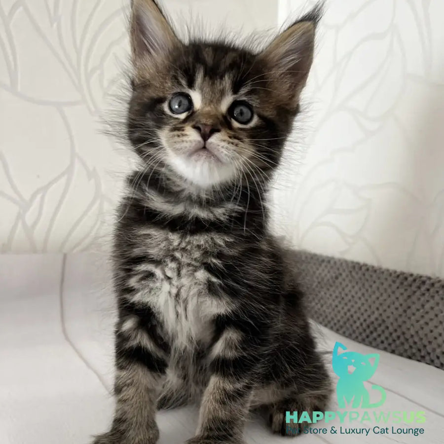 Irbus Maine Coon male black tabby - live animals