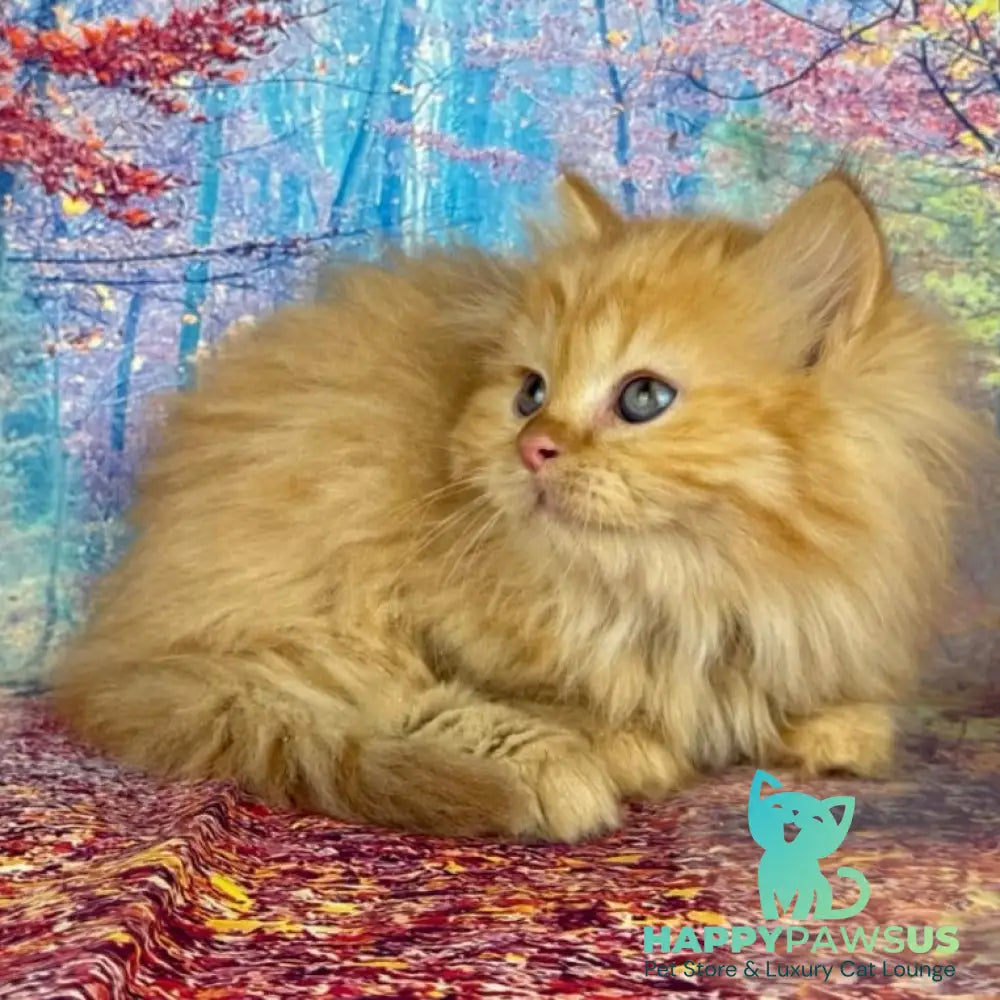 Irena Munchkin female red - live animals