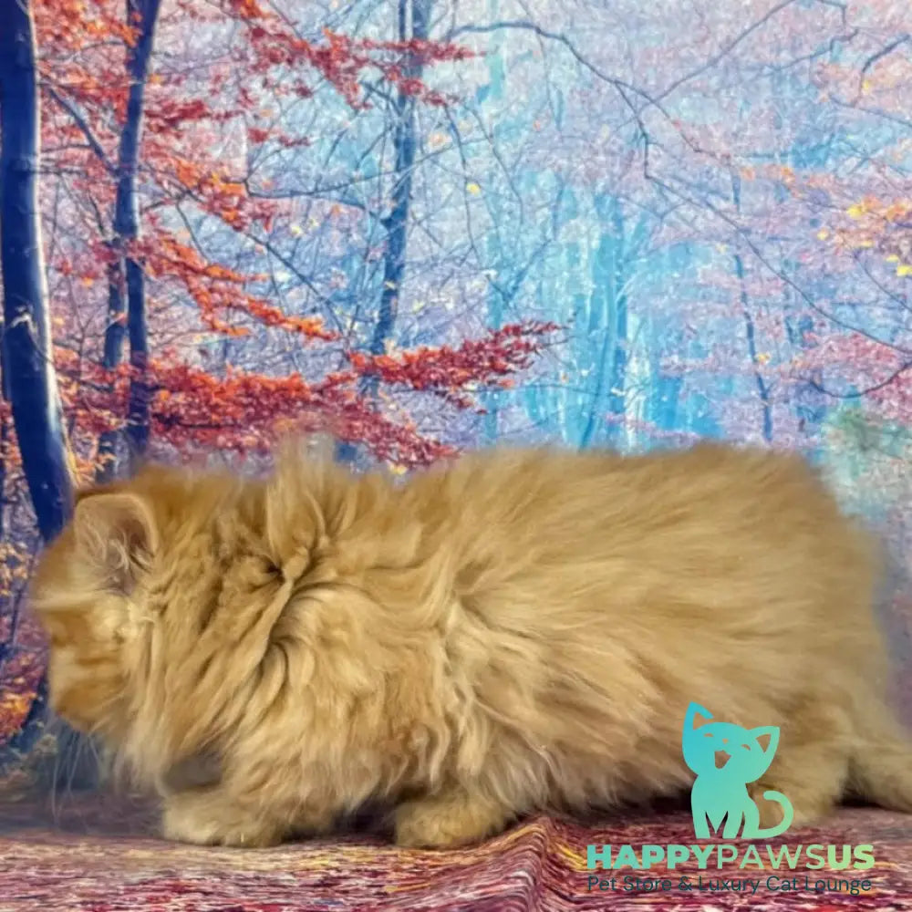 Irena Munchkin female red - live animals