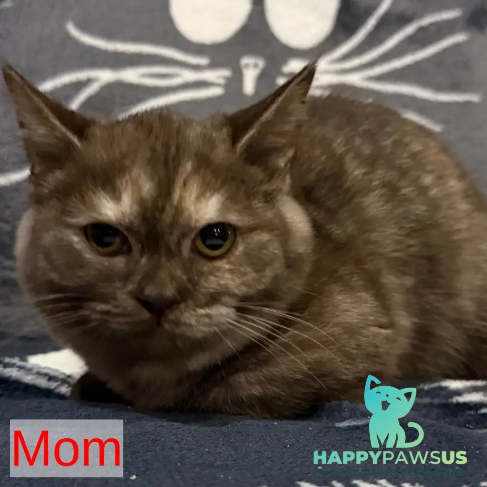 Irena Munchkin female red - live animals