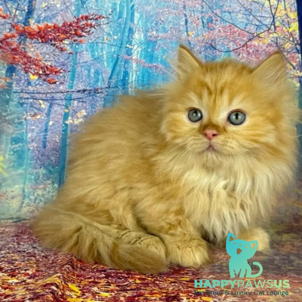 Irena Munchkin female red - live animals