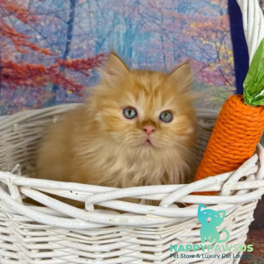 Irena Munchkin female red - live animals