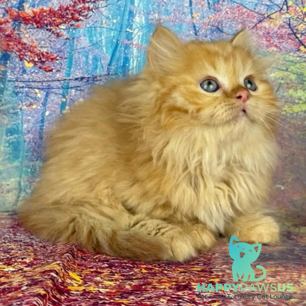 Irena Munchkin female red - live animals
