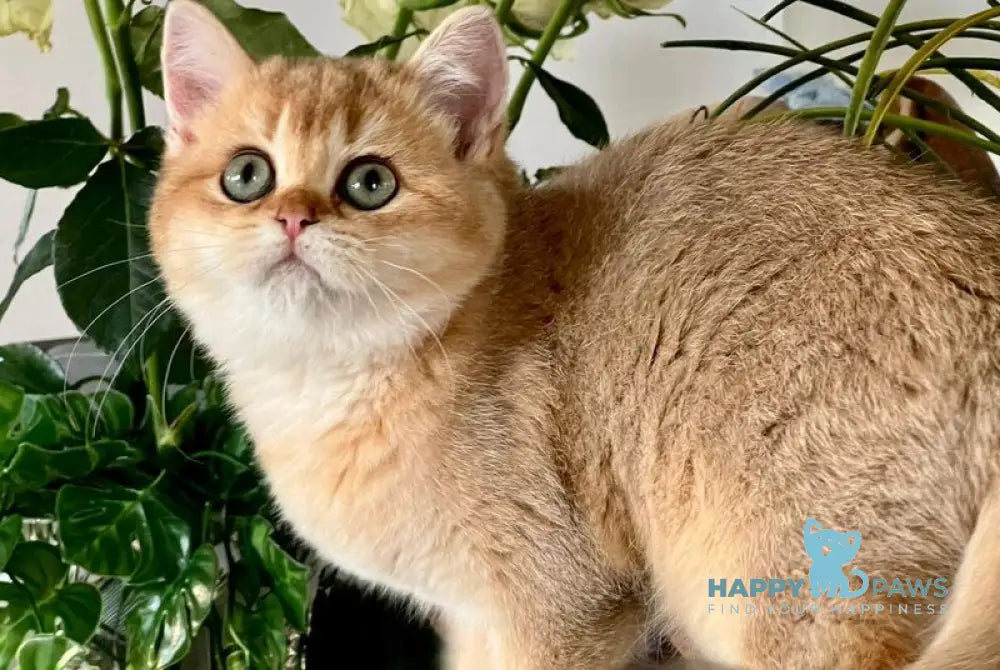 Iricha British Shorthair female chocolate golden shaded live animals