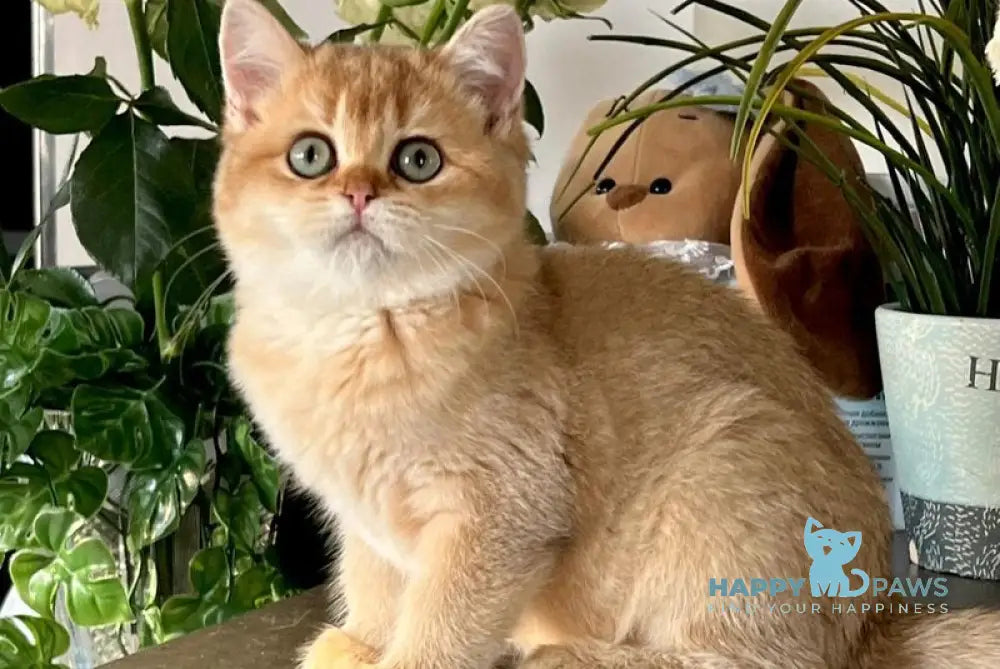 Iricha British Shorthair female chocolate golden shaded live animals