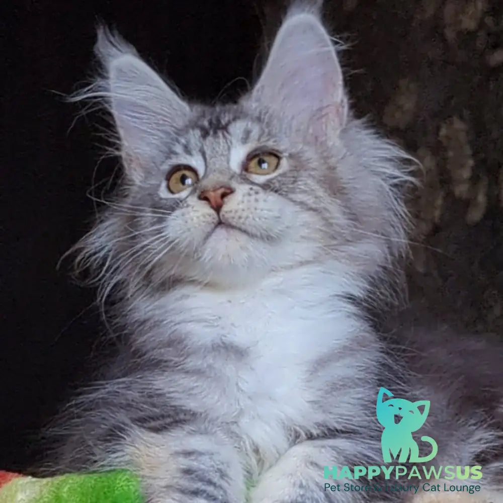 Irida Maine Coon female black silver tabby with white - live animals