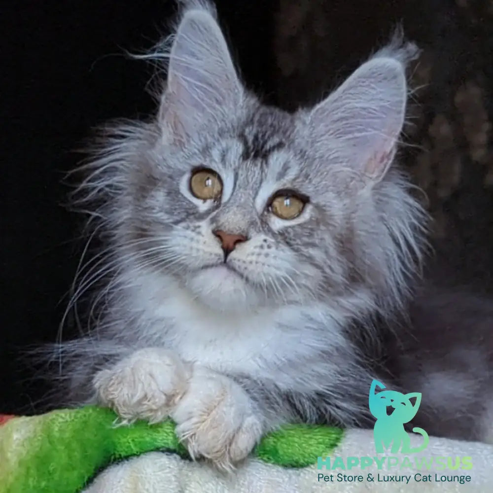 Irida Maine Coon female black silver tabby with white - live animals