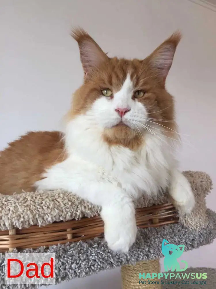 Irik Maine Coon male black with white - live animals