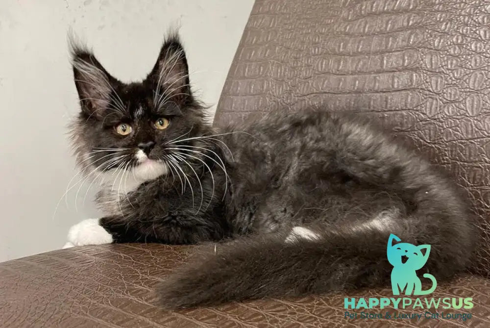 Irik Maine Coon male black with white - live animals