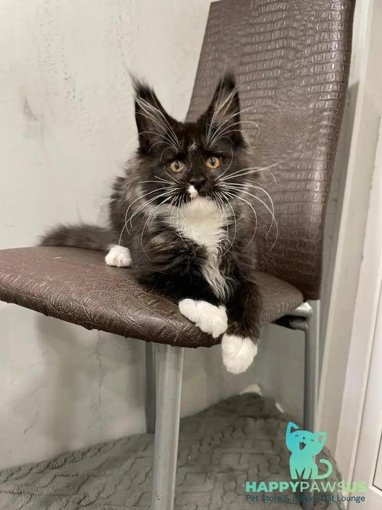 Irik Maine Coon male black with white - live animals