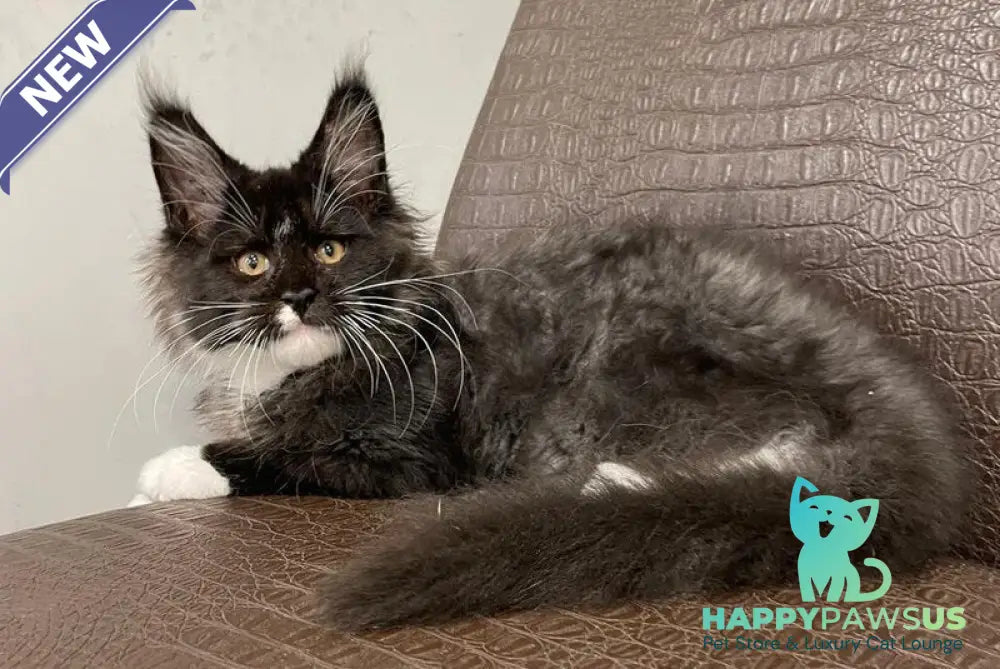 Irik Maine Coon male black with white - live animals