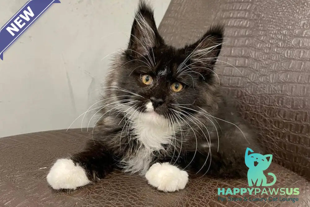Irik Maine Coon male black with white - live animals