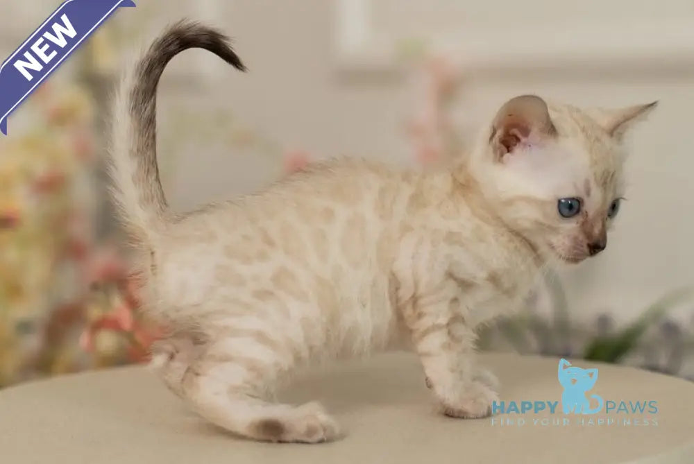 Iris Bengal female black pointed live animals