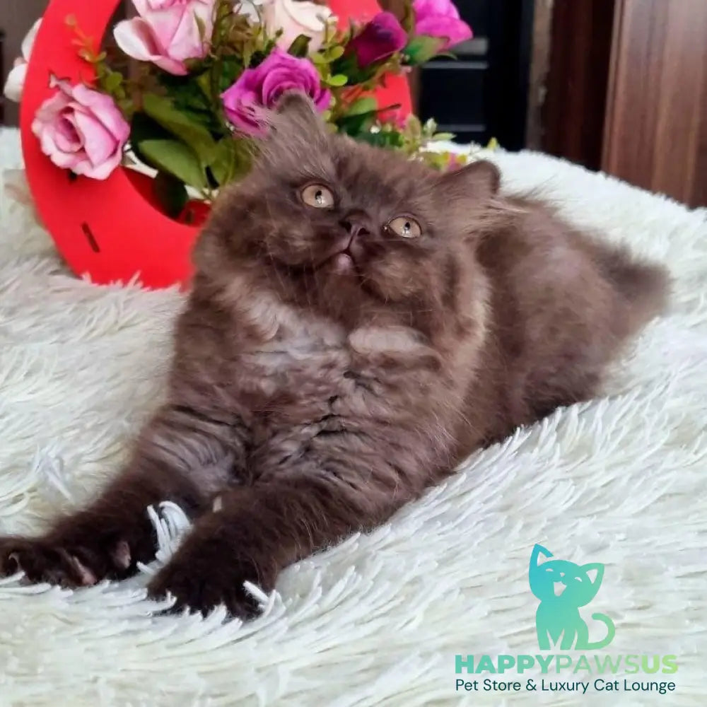 Iris British Longhair female chocolate - live animals