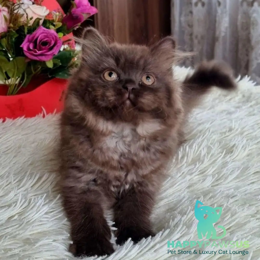 Iris British Longhair female chocolate - live animals