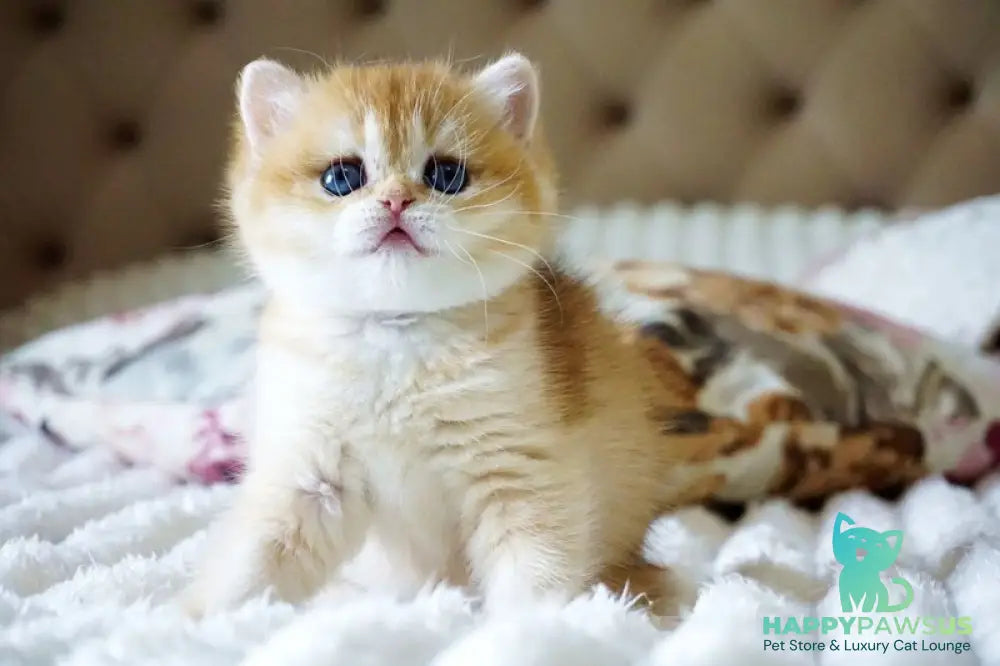 Iris British Shorthair female black golden chinchilla - live animals
