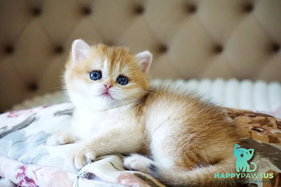 Iris British Shorthair female black golden chinchilla - live animals