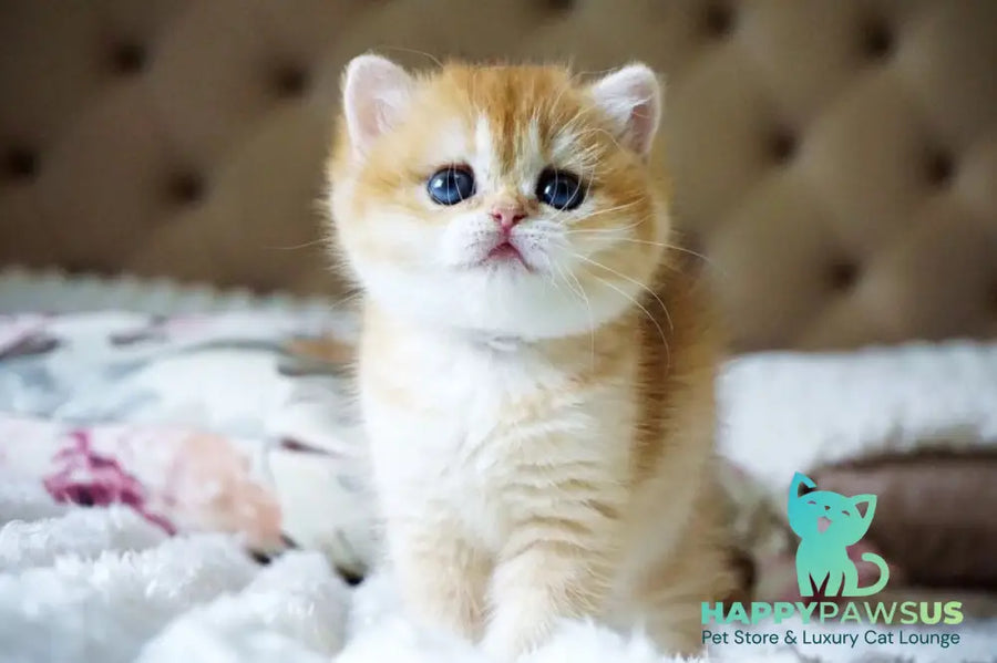 Iris British Shorthair female black golden chinchilla - live animals