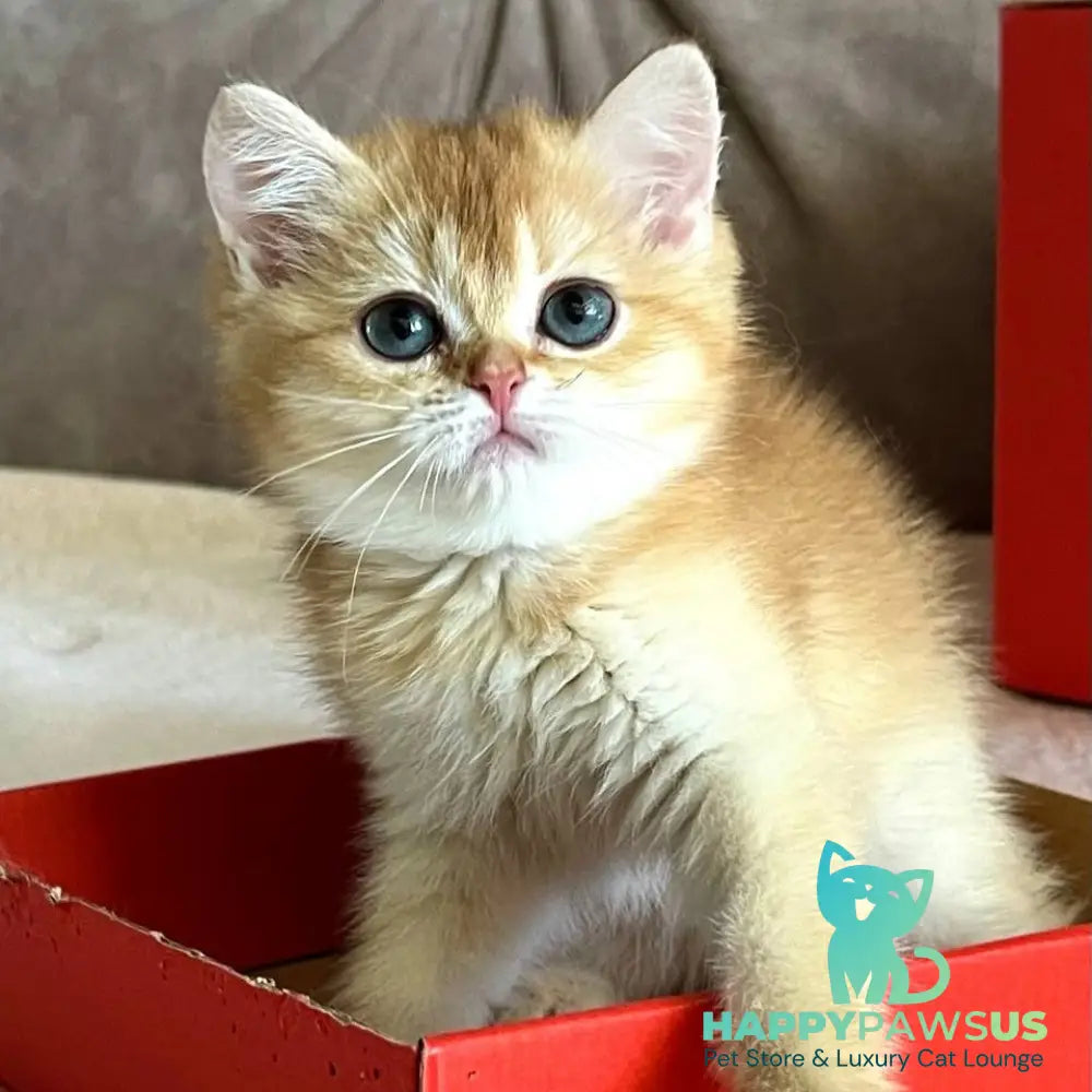 Iris British Shorthair female chocolate golden chinchilla - live animals