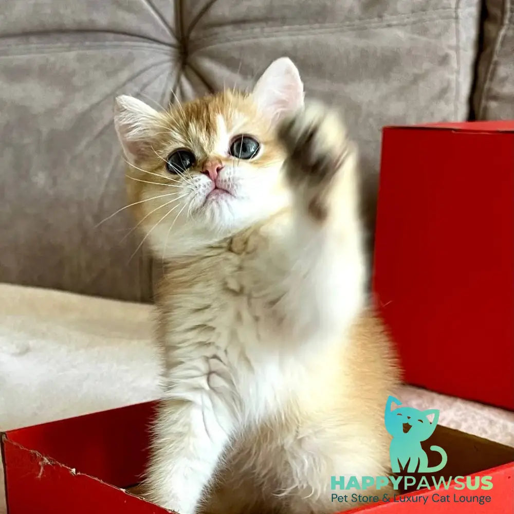 Iris British Shorthair female chocolate golden chinchilla - live animals