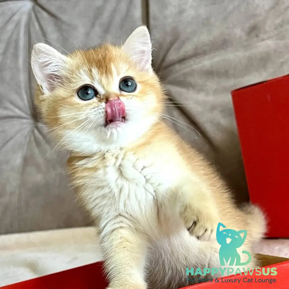 Iris British Shorthair female chocolate golden chinchilla - live animals