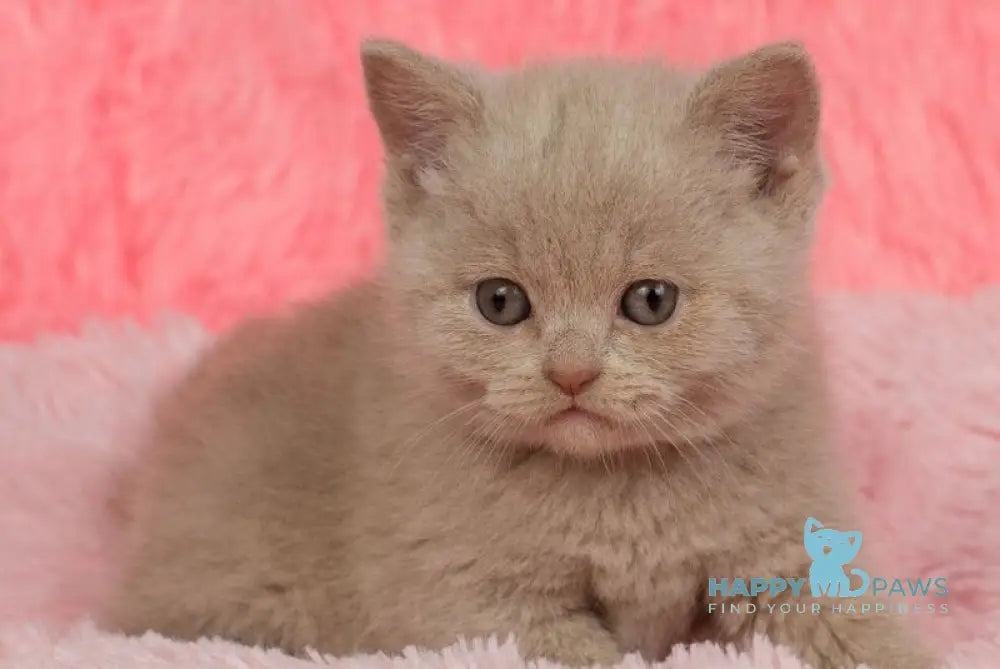 Iris British Shorthair female fawn live animals